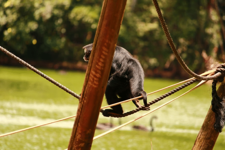 A Journey into Nature: Gorilla Tracking on an Unforgettable Uganda Safari