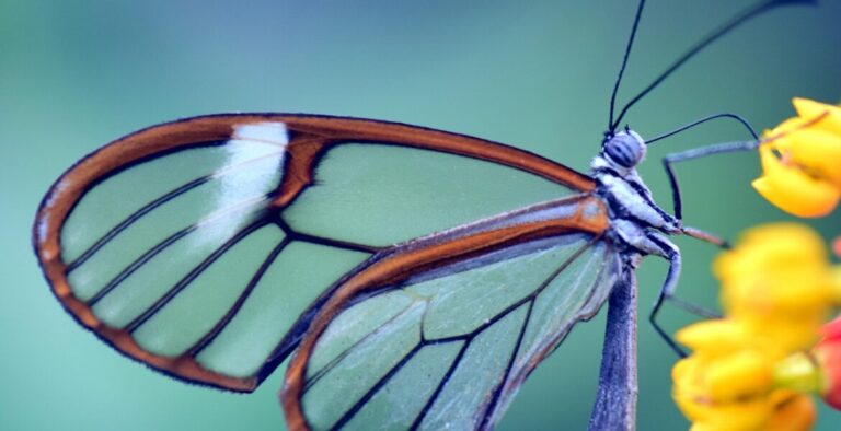 pussmoth.com/el-simbolismo-de-un-regalo-de-mariposa-de-cristal